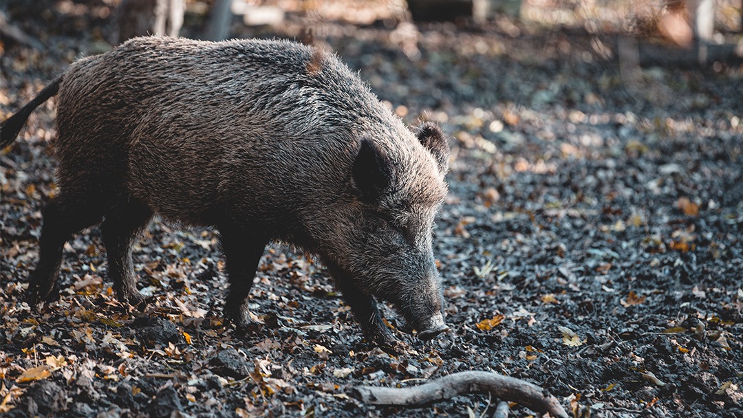 Wildfleisch